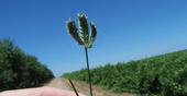 Three-spike goosegrass is among the most challenging weeds in orchards. (Photo courtesy of Brad Hanson/UC Davis)