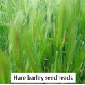 Hare Barley
