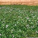 Water Hyacinth_DiTomasso_Aquatic and Riparian Weeds of the West