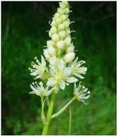 Meadow deathcamas (Zygadenus venenosus) from http://www.wssa.net/WSSA/PressRoom/PhotosPoisonousWeeds/DEATHCAMAS2_cropped.jpg