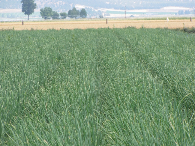 Onions with Preemergence and Postemergence Herbicide Application