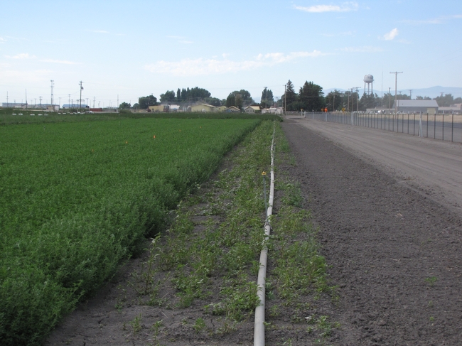 Roadside without Preemergence Herbicide Application
