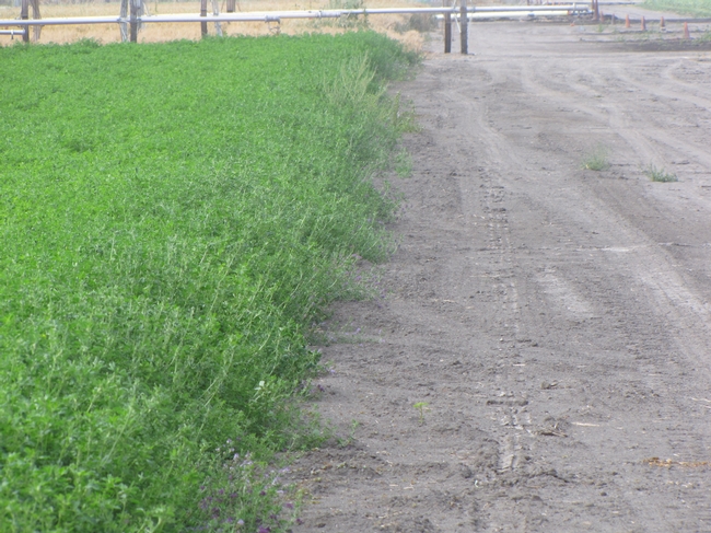 Roadside with Preemergence Herbicide Application