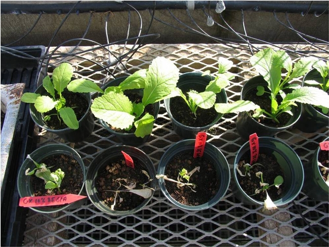 organic herb screening example WTL