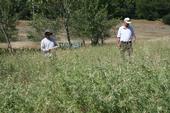 Guy and Joe in dense purple starthistle