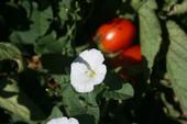 Figure 1. Field bindweed (Convolvulsus arvensis)