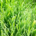 healthy pasture outcompetes weeds