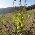 Figure 1. Dalmatian toadflax, Linaria dalmatica, in flower. Photo by Baldo Villegas, CA Dept. of Food and Agriculture