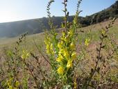 Figure 1. Dalmatian toadflax, Linaria dalmatica, in flower. Photo by Baldo Villegas, CA Dept. of Food and Agriculture