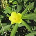 common waterprimrose flower
