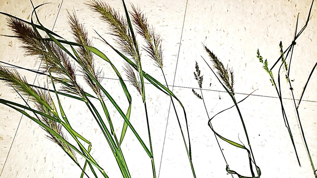 Figure 2. Photo of panicles from the three common California rice Echinochloa species. From left to right: unknown species/biotype, barnyardgrass, and late watergrass.