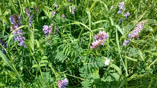 Vetch is sometimes grown with small grains, for example rye.