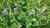 Vetch is sometimes grown with small grains, for example rye.
