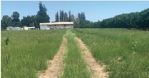 ELECTRIC SOLUTION: Thermal weed control via a tractor equipped with a generator, a transformer and an operator could be a solution to herbicide resistance. (Photo credit: M. Moretti)