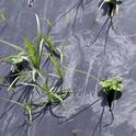 Sharp nutsedge shoots penetrate black low density polyethylene. When shoots are pulled by hand, the tubers remain in the soil.