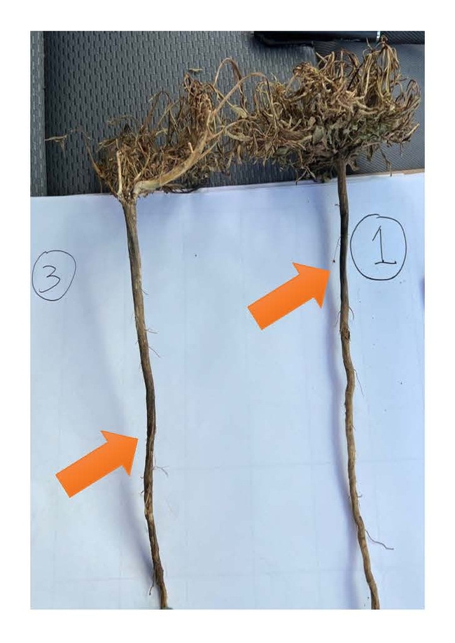 Figure 3. Horseweed tap root damage (14 DAT) from a higher voltage treatment (left) and a lower voltage treatment (right).