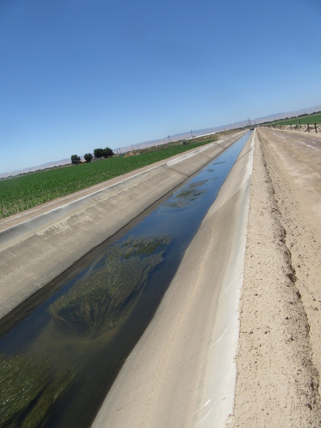 Weed growth in a cement-lined irrigation canal near Tulare, CA