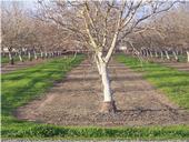 preemerge weed control in walnut_BH