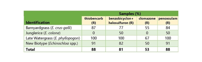 Table 4. Percent of samples resistant (R) to granular formulated herbicides (thiobencarb, benzobicyclon+halosulfuron, clomazone, and penoxsulam), by species or biotype, in comparison to two susceptible late watergrass (Echinochloa phyllopogon) populations.