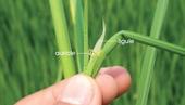 Figure 1. Ligule and auricle on a rice plant. Watergrass species do not have ligules and auricles.
