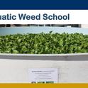 Aquatic Weed School