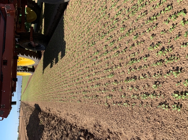 Photo 1. High density planting of arugula with 30 seedlines on an 80-inch wide bed and planted with 4-5 million seed per acre creates the need for great precision to remove weeds while safeguarding the crop.