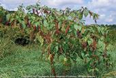 Common pokeweed (Phytolacca americana)