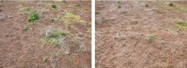 Figure 2. Overview of a nontreated plot (left) and Simazine + GoalTender + Brake On! (right) plot 12 weeks after treatment in a Nordman Christmas tree field.