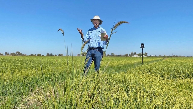 Department of Plant Sciences rice expert Bruce Linquist discusses his team's research into the impacts of fallowing rice fields during Rice Field Day on Aug. 31 at the Rice Experiment Station in Biggs, Calif. Among other findings, the team discovered that yield potential in fallowed fields was higher than in fields with continuous rice planting; however, the optimal rate for applying nitrogen fertilizer was similar. (Photo by Trina Kleist/UC Davis Plant Sciences.)