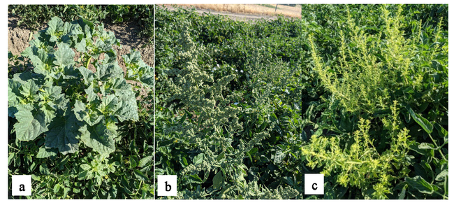 Figure 4. From left to right: thorn apple, lambsquarters, pigweed.
