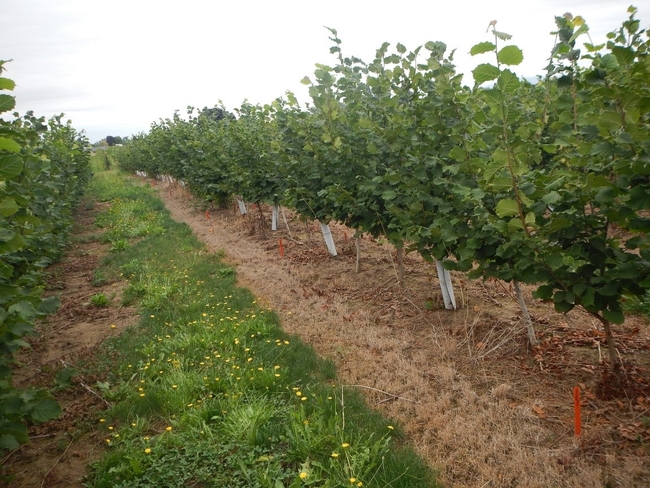 Figure 2: Study site on an Oregon State University research farm. Hazelnuts with trunk guards, latex paint, or no trunk protection were subjected to herbicide treatments to determine the efficacy of trunk protection to protect young trees from glufosinate damage. Glufosinate is commonly used in Oregon hazelnut orchards to suppress sucker growth.