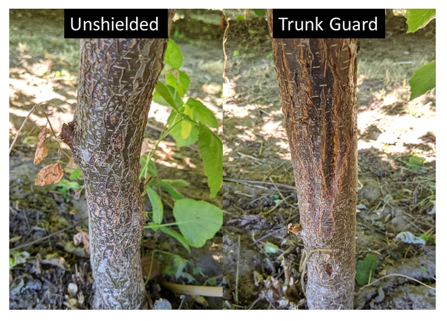 Figure 4: The area of external injuries doubled in size from herbicide applications after removing trunk guards, relative to unshielded trees. The trees pictured were sprayed with 224 fluid ounces per acre of glufosinate (4x the legal label rate).