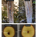 Figure 3: External (top photo) and internal (bottom photo) injury was measured in unshielded and painted hazelnut trunks, showing a reduction of injury in painted trunks. The trees pictured were sprayed with 224 fluid ounces per acre of glufosinate (4x the legal label rate).