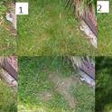 Figure 1. Effect of Bioganic herbicide on grass growth 1, 2, 14, 24, and 72 hours after application. However, the grass recovered in about 2 weeks. (photo credit: C. A. Wilen, UC)