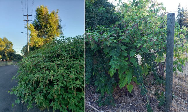 Figure 1. Pokeweed growing in disturbed areas.