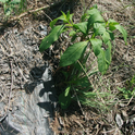 Figure 2. Pokeweed growing on the edge of the tarp.