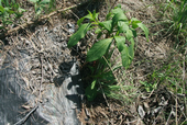Figure 2. Pokeweed growing on the edge of the tarp.