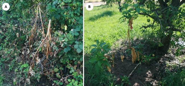 Figure 3. Pokeweed (A) 3 days and (B) 14 days after application of organic herbicide.