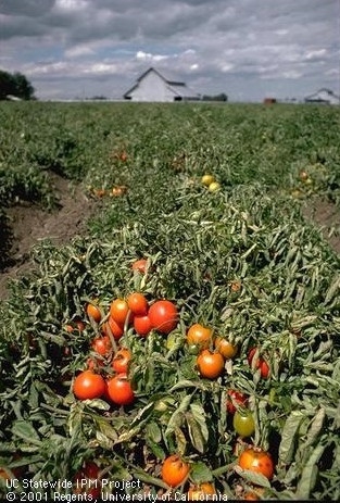 Field of ripe processing tomatoes (UC IPM)