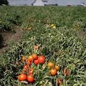 Field of ripe processing tomatoes (UC IPM)