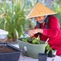 Gardening participant planting herbs