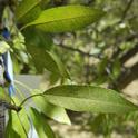 Spider mite feeding on almond at harvest