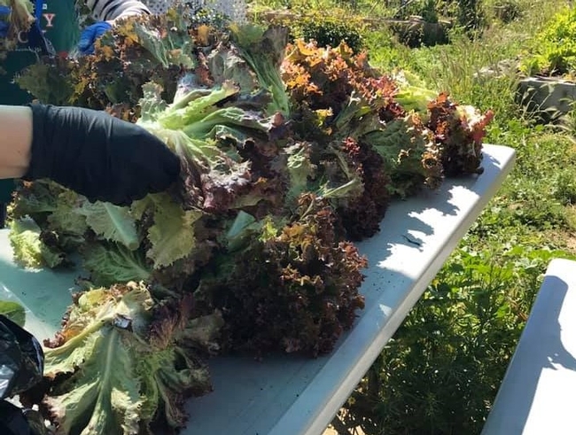 Lettuce recently harvested lays on a table, gloved hands are nearby