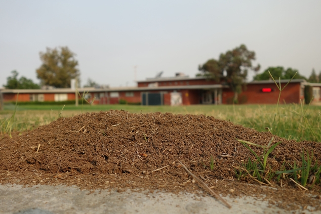 A RIFA mound on school's ground