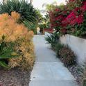 In this walkway, several hazards are present and can cause injury, fire sticks is planted too close to the sidewalk, yucca and bougainvilla have sharp spines and can puncture people, and sago palm is toxic to pets, and should not chew any part of the plant including the seeds which may roll into the sidewalk.