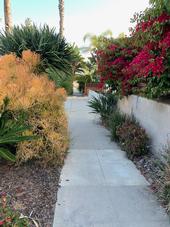 hazardous plants are found along a walkway in San Diego California