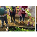 Kindergarteners planted, harvested, and tasted radishes. “The students were super excited to harvest what they grew. Students also were able to taste and take a radish home to show their parents.”- Marina Aguilera, UCCE Nutrition Educator, Tulare.