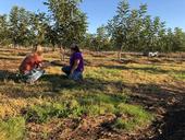 Climate Smart Agriculture Educator, Dana Yount, out with Glenn County grower as they spread compost in their orchard.