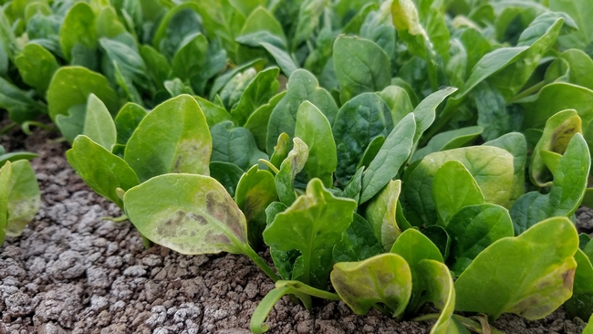 Close-up image of spinach plants with downy mildew resulting from sprinkler irrigation.