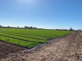 image of organic spinach field where trials took place at UC Desert REC